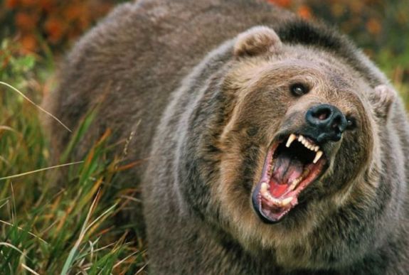 Újabb medvetámadás volt Hargita megyében