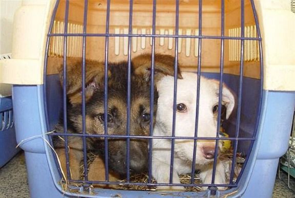 Példaértékű döntést hozott a brit parlament 