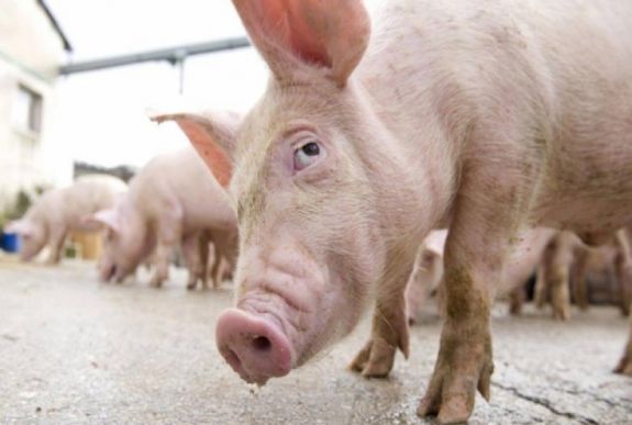 Románia legnagyobb sertésfarmján is igazolták az afrikai sertéspestis vírusát