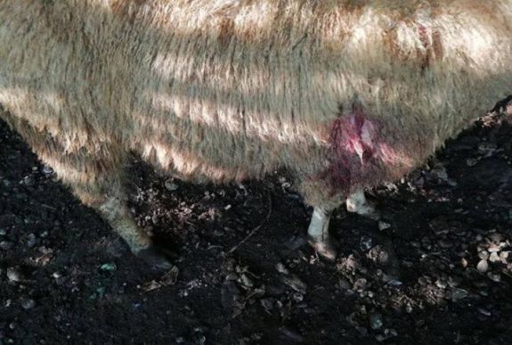 Kisgyermekes család kért védelmet Abásfalván a hatóságoktól a medve miatt