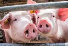 Afrikai sertéspestis: rohamosan terjed a kór