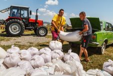 Magyarok kenyere: összeöntötték a Kárpát-medencében gyűjtött búzát