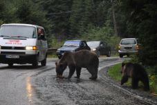 A nulladik pontról indulnak – sürgősen megoldanák a medvekérdést Hargita megyében