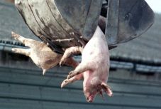 A sertéspestisgócok száma elérte az 578-at