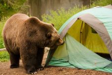 Sátorozóra támadt a medve a Szarvas-völgyben