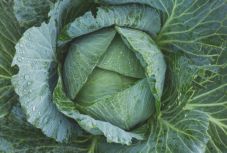 Csökkenti a bélrák kockázatát a káposzta fogyasztása