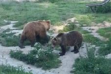 FRISSÍTVE - Vizsgálják a brassói állatkertben történt medvetámadást 
