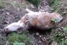 Tehenet pusztított a medve Bükklokán