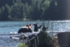 FRISSÍTVE - önfeledten pancsoló medvecsaládot örökítettek meg a Szent Anna-tónál 