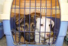 Példaértékű döntést hozott a brit parlament 