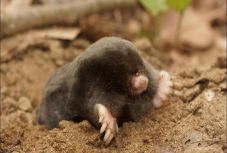 Teljesen vak vakondfajt fedeztek fel a bolgár-török határon