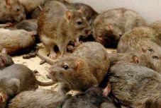 Patkányinvázió van több európai nagyvárosban