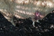 Kisgyermekes család kért védelmet Abásfalván a hatóságoktól a medve miatt