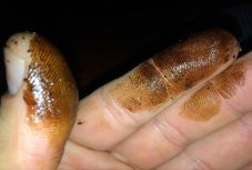 Kőolaj-szennyeződés a mangaliai strandon