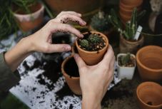 Ezért tegyen kávéfiltert a virágágyásba 