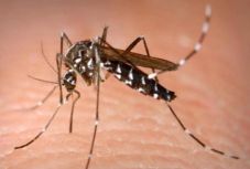 Nyugat-nílusi vírus: megduplázódott a halálos áldozatok száma