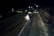 Mészárlás az országúton: juhnyájba futott egy kisteherautó