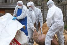 Johannis sürgeti a sertéspestis-járványt megfékező intézkedéseket