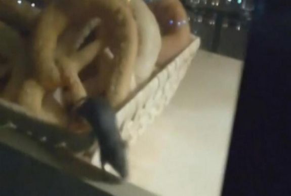 Egér futkorászott a pékáru üzlet vitrinjében Nagyváradon