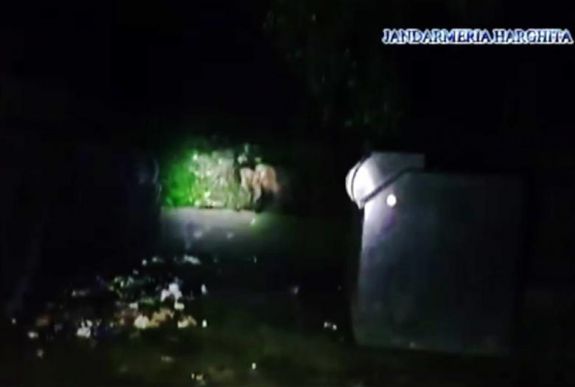 Hulladéktárolóba esett medvebocsot szabadítottak ki Tusnádfürdőn