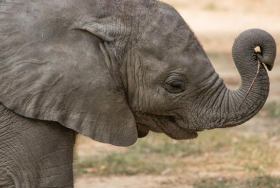 A látogatók keresztelték el a Nyíregyházi Állatpark afrikai elefántborját