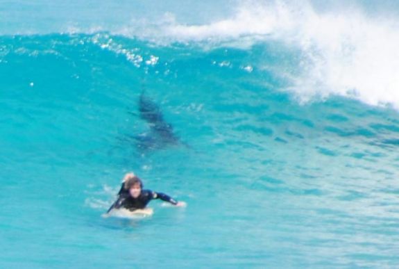 Rémálom: szörfösre támadt a cápa, nem élte túl