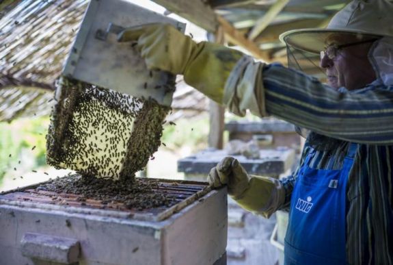 Idén több méhész igényelt támogatást