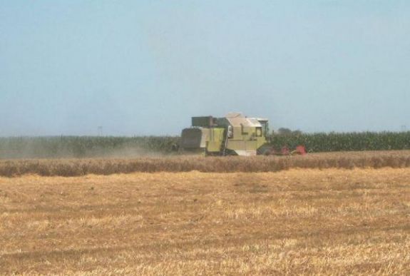 Nem csak a disznófarm-tulajdonosok szenvednek a sertéspestis miatt