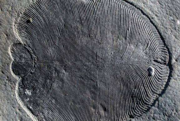 Íme a világ legősibb állata