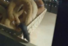 Egér futkorászott a pékáru üzlet vitrinjében Nagyváradon