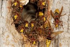 Megvadult lódarazsak támadtak egy csoport kirándulóra