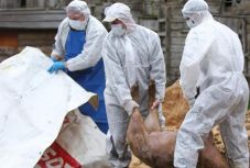 Mezőgazdasági miniszter a sertéspestisről: „nem szabad eldramatizálni a helyzetet”