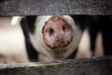 Sertéspestis: a kár töredékéért fizették ki eddig a kártérítést