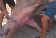 Sertéspestis-gyanús disznókat ajándékozott el egy Călărași megyei gazda  