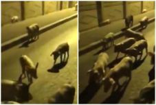 Sertéspestis-gyanús disznók szaladgálnak egy romániai város utcáin