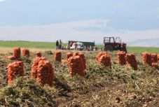 Pityókaszezon Hargita megyében: most érdemes vásárolni