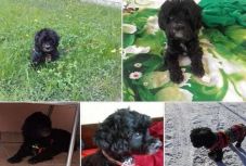 Ezer eurót kap, aki segít megtalálni a csíkszeredai nő kutyáját