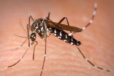 Nyugat-nílusi vírus: 17 halálesetet és 166 fertőzést okozott eddig