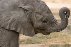 A látogatók keresztelték el a Nyíregyházi Állatpark afrikai elefántborját