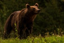 Idén is lesz medvefesztivál Tusnádfürdőn