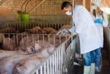 Közel ezer sertéspestis-gócot regisztráltak eddig