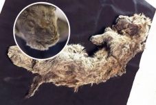  Ötvenezer éves barlangi oroszlánkölyök tetemére bukkantak