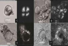 Nem fogod elhinni, hol találták meg a világ első sörfőzdéjét