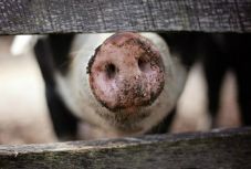 Újabb megyében ütötte fel a fejét a sertéspestis