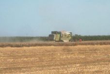 Nem csak a disznófarm-tulajdonosok szenvednek a sertéspestis miatt