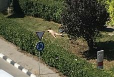 Meztelenül napozott az adóhivatal előtt