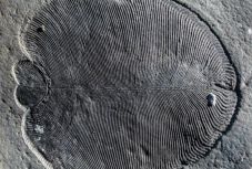 Íme a világ legősibb állata