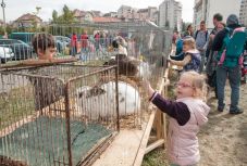 Csíkszeredában ismét kiköltözött a falu a városba