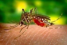 Nyugat-nílusi vírus: egy holland férfit is kezelnek Nagyváradon