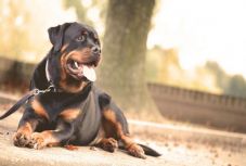 A gazdi engedékenysége a kutya szorongásához vezethet